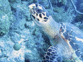 039 Hawksbill Sea Turtle IMG 5801